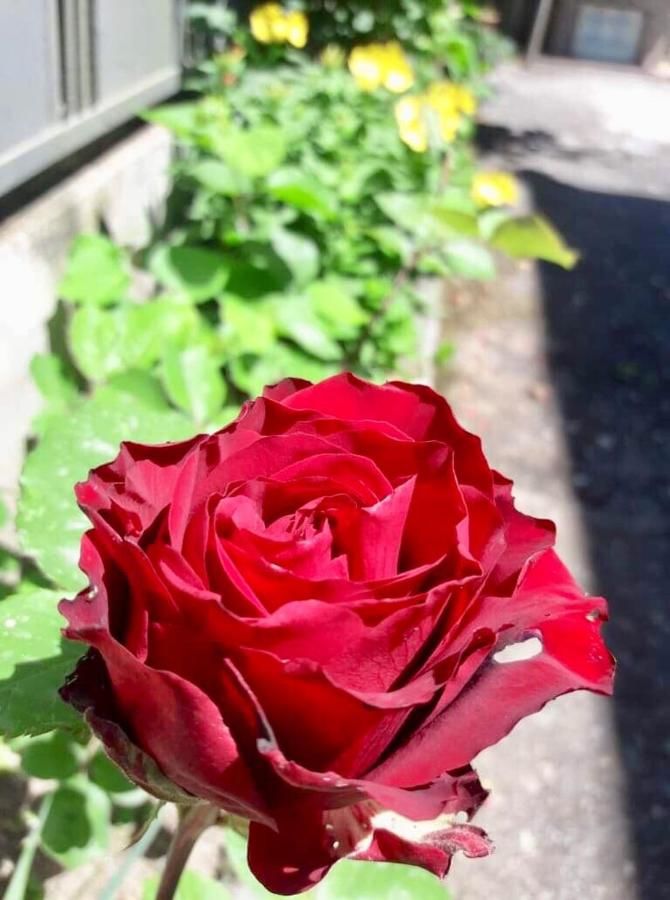 Гостевой дом Guest House Shorena Махинджаури-10
